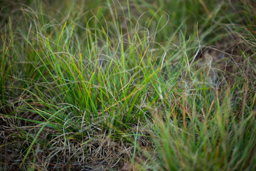 grass