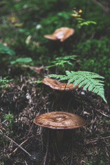 mushrooms in the forest