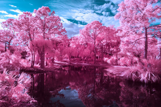 Black water lake and pink trees