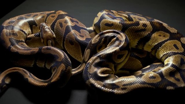 Footage of ball python in dark