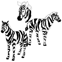 Vector Exotic zebra wild animal isolated. Black and white engraved ink art. Isolated animal illustration element.
