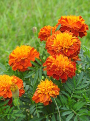 marigolds in the garden