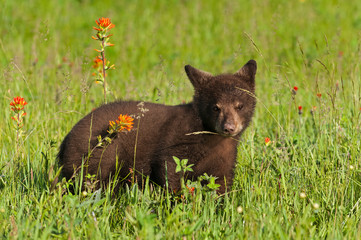 Fototapeta premium Black Bear Cub (Ursus americanus) Looks Out From Grass with Prairie Fire Flowers Summer