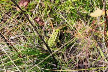 frog in the grass
