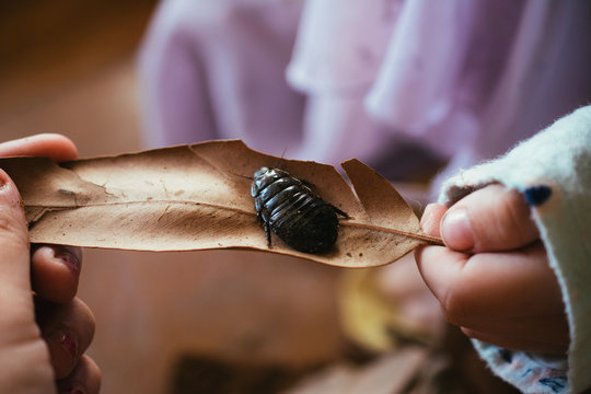 Young child holding a cockroach