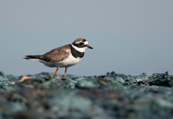 Little ringed plover at Tubli bay, Bahrain 