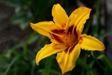 Colorful flowers in the garden on the flowerbed.