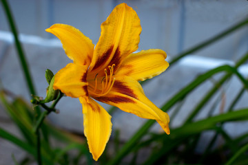 Obraz premium Colorful flowers in the garden on the flowerbed.