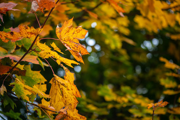 Nice yellow orange red leaves  nature background abstract macro close up autumn