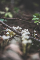 mushroom in the forest