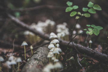 mushroom in the forest