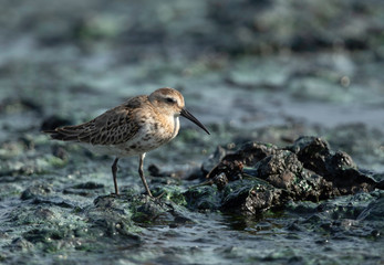 Curlew Sandpiper at Tubli bay, Bahrain 