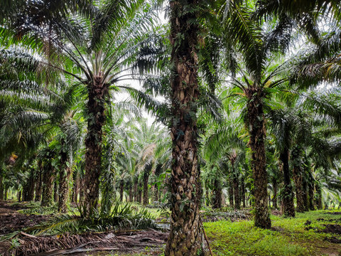 Oil palm plantation