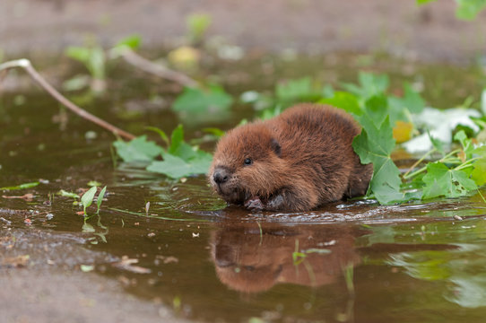 North American Beaver (Castor canadensis) Kit With Leaves Reflections Summer