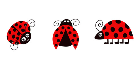 Cute ladybug