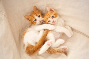 Two Cute Kittens Hugs