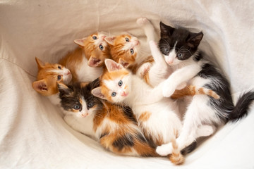 Fototapeta na wymiar Cute Kittens, Baby Cats
