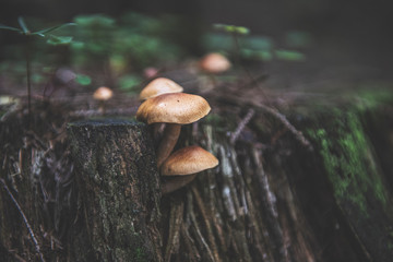 mushroom in the forest