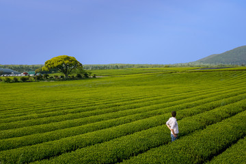 Man walking in green tea fields and mountain in Jeju Island, South Korea. Person, tourist. - Powered by Adobe