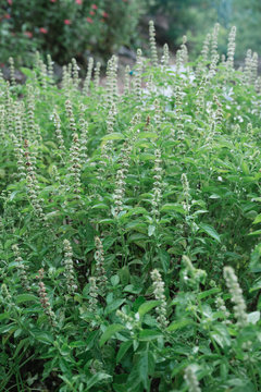Aromatic Herbs Growing In Garden