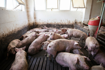 Group of pigs domestic animals at pig farm. Pigs sleeping and eating in pigpen. Food and meat production.
