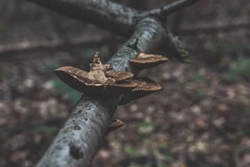 mushroom in the forest