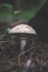 mushroom in the forest