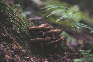 mushroom in the forest