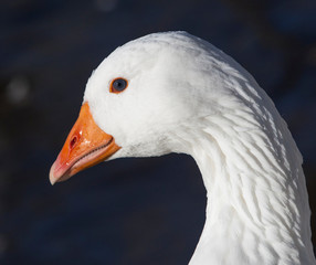Close-up white domestic geese floating in a pond.