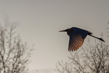 heron flies in the shade of trees with backlit wings