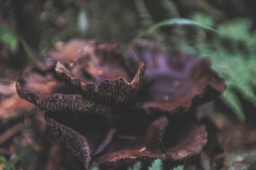 mushroom in the forest