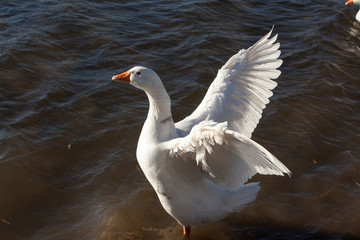 Obraz premium Close-up white domestic geese floating in a pond.