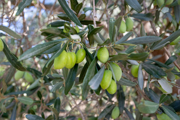 Green fresh olive tree in garden