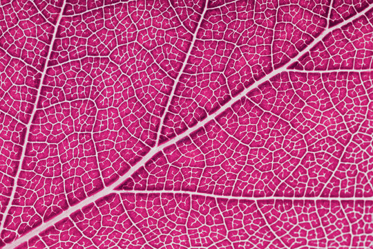 Pink spring leaves background