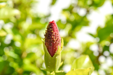 hibiscus aphids of the leaf and blossom, infected hibiscus