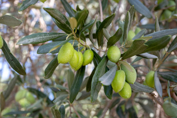 Green fresh olive tree in garden
