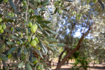 Green fresh olive tree in garden