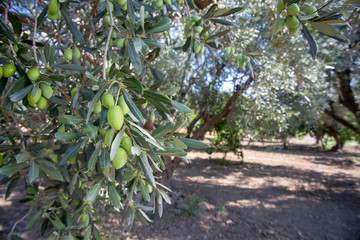 Green fresh olive tree in garden