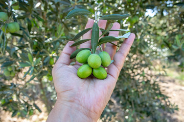 Green fresh olive tree in garden