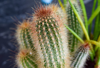 cactus close up, small cactus