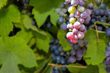 Bunch of red grapes in vineyard