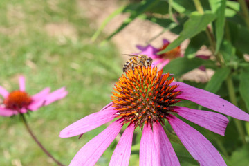Echinacea flower with pink blossoms