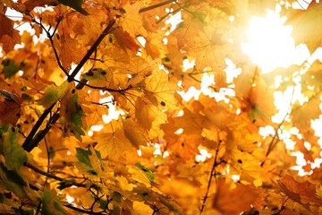 Nice yellow orange red leaves  nature background abstract macro close up autumn