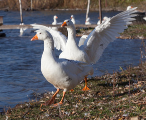 Close-up white domestic geese floating in a pond.