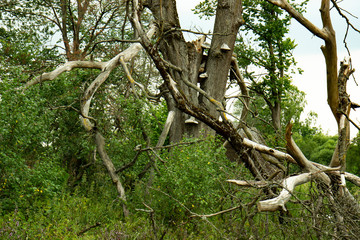 Chaga is a medicinal mushroom.