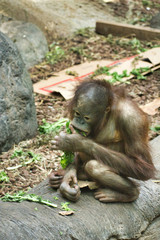 BORNEAN ORANGUTAN Baby. Young PONGO PYGMAEUS PYGMAEUS infant monkey. Playing, eating, foraging without parent. Isolated baby monkey. Small colorful orangutan