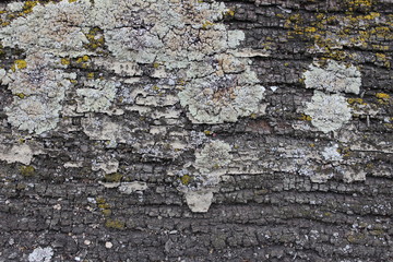 Grey and yellow lichen on old wooden texture