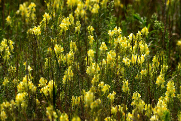 Small, colorful flowers in the grass.