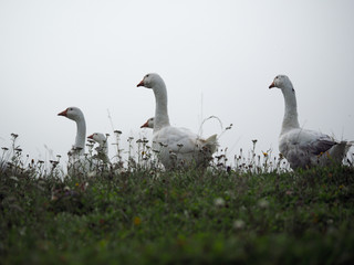 White geese graze in the green grass
