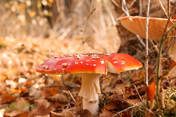 a beautiful red fly agaric mushroom closeup in the forest in autumn